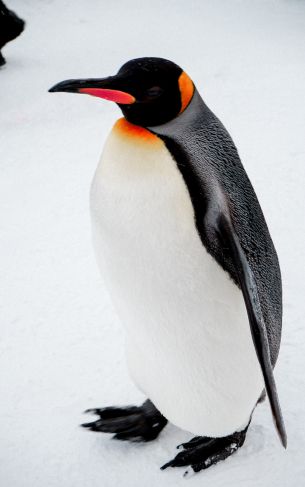 king penguin Wallpaper 1752x2800