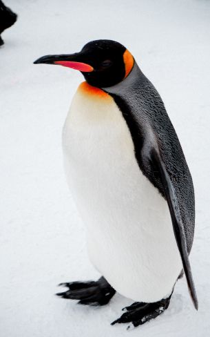 king penguin Wallpaper 800x1280