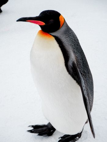 Обои 1620x2160 королевский пингвин