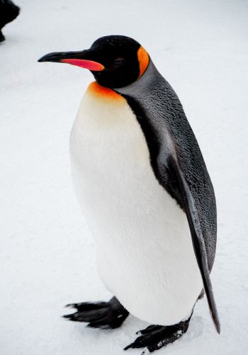 Обои 1668x2388 королевский пингвин
