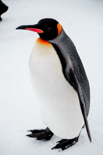 Обои 640x960 королевский пингвин