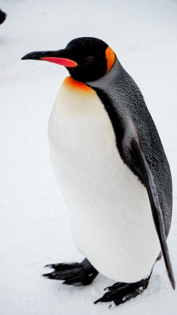 Обои 640x1136 королевский пингвин