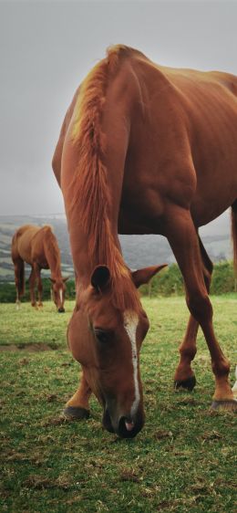 horses, pasture Wallpaper 828x1792