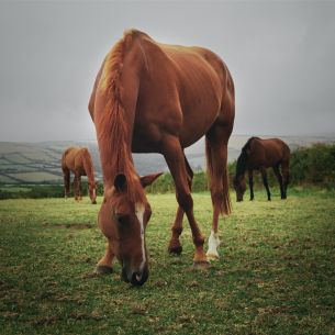 horses, pasture Wallpaper 4020x4020