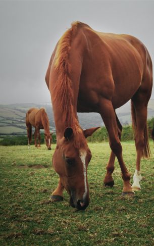 horses, pasture Wallpaper 1752x2800