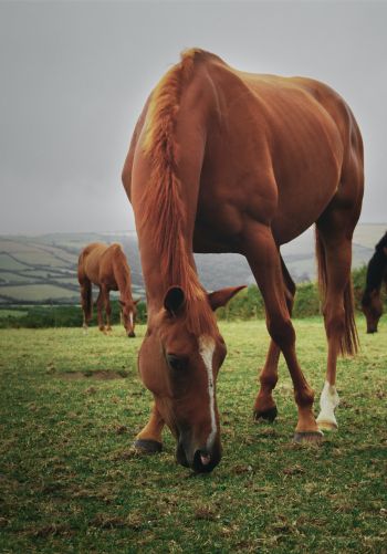 horses, pasture Wallpaper 1668x2388