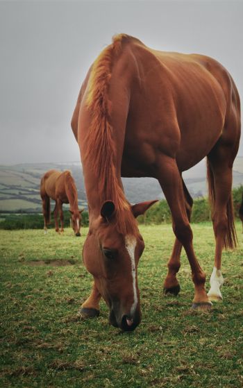 horses, pasture Wallpaper 1752x2800