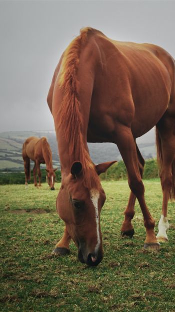 horses, pasture Wallpaper 1080x1920