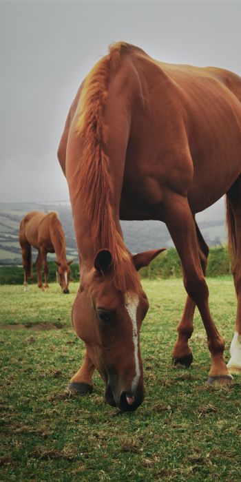 horses, pasture Wallpaper 720x1440