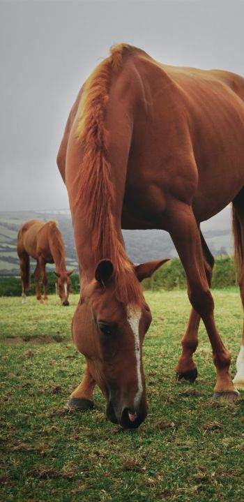 horses, pasture Wallpaper 1080x2220