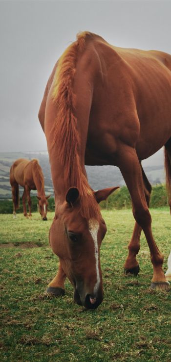 horses, pasture Wallpaper 1080x2280