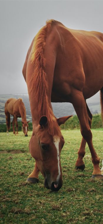 horses, pasture Wallpaper 1080x2340