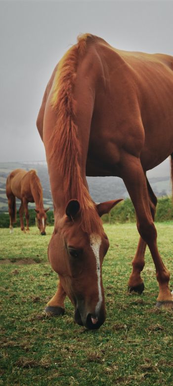horses, pasture Wallpaper 720x1600
