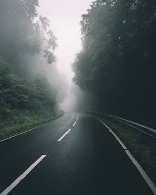 road, forest, fog Wallpaper 4000x5000