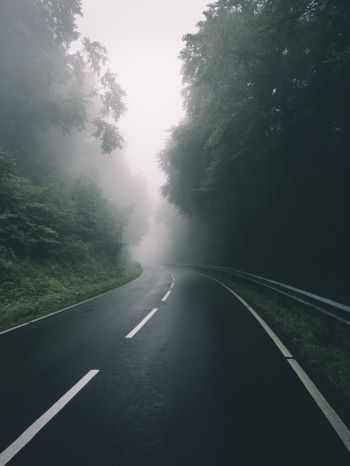 road, forest, fog Wallpaper 1536x2048