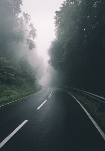 road, forest, fog Wallpaper 1668x2388
