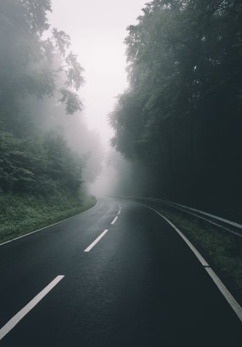 road, forest, fog Wallpaper 1640x2360