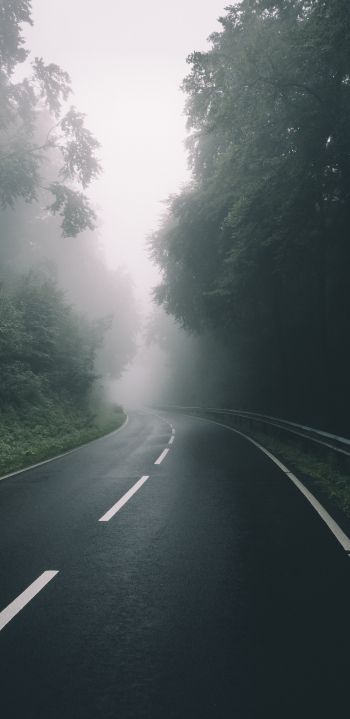 road, forest, fog Wallpaper 1440x2960