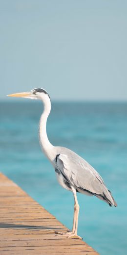 crane, bird, sea Wallpaper 720x1440