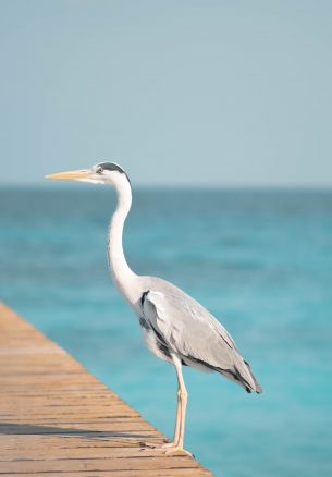 crane, bird, sea Wallpaper 1640x2360