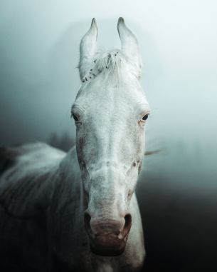 Обои 2775x3469 белая лошадь, туман