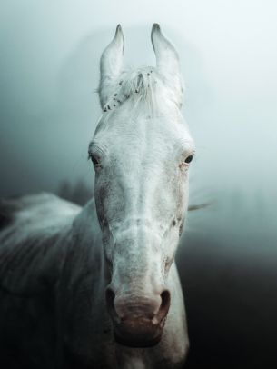 Обои 2048x2732 белая лошадь, туман