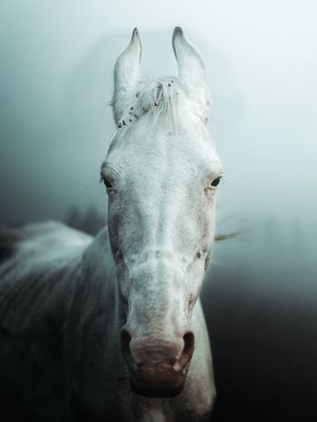 Обои 1620x2160 белая лошадь, туман