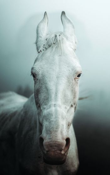 Обои 1752x2800 белая лошадь, туман