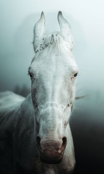 Обои 1200x2000 белая лошадь, туман