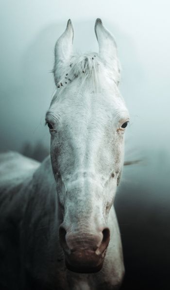 Обои 600x1024 белая лошадь, туман