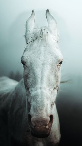 Обои 640x1136 белая лошадь, туман