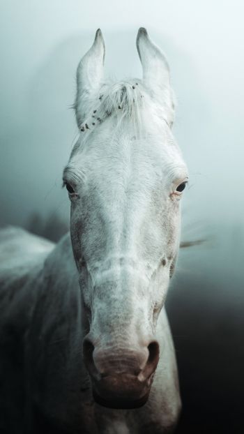 Обои 1080x1920 белая лошадь, туман
