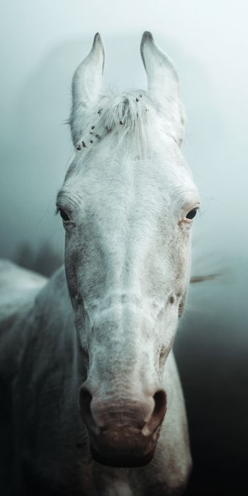 Обои 720x1440 белая лошадь, туман