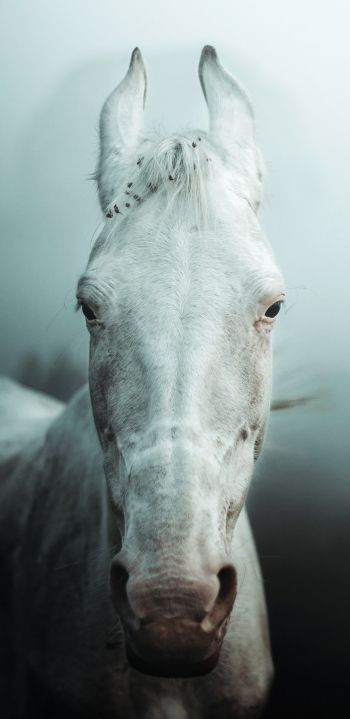 Обои 1080x2220 белая лошадь, туман