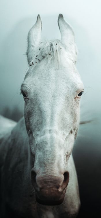 Обои 1284x2778 белая лошадь, туман