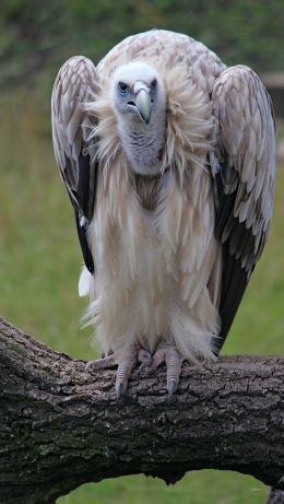 griffin, bird of prey Wallpaper 640x1136