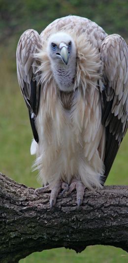 griffin, bird of prey Wallpaper 1440x2960