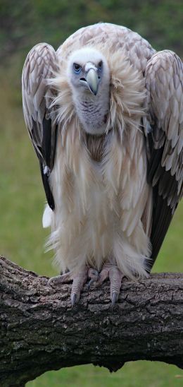 griffin, bird of prey Wallpaper 1440x3040