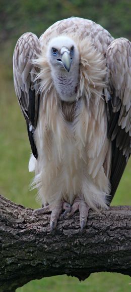 griffin, bird of prey Wallpaper 1440x3200