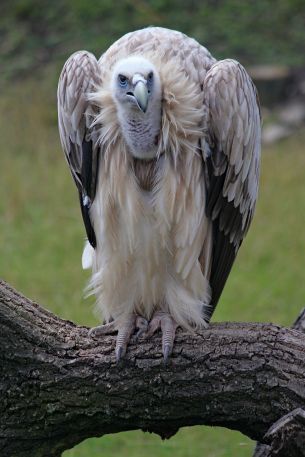 griffin, bird of prey Wallpaper 640x960