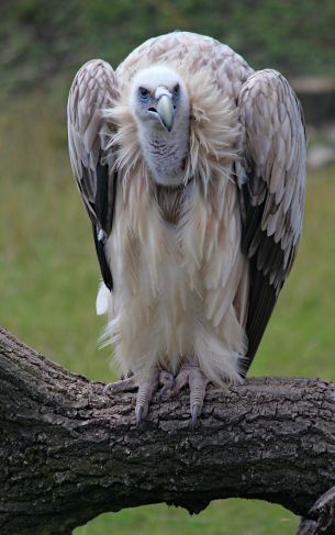 griffin, bird of prey Wallpaper 1752x2800