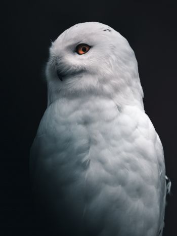 Обои 1668x2224 снежная сова, желтые глаза