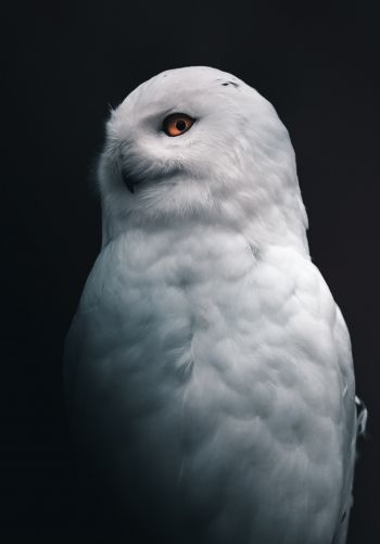 Обои 1668x2388 снежная сова, желтые глаза