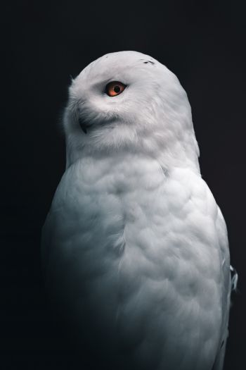 Обои 640x960 снежная сова, желтые глаза