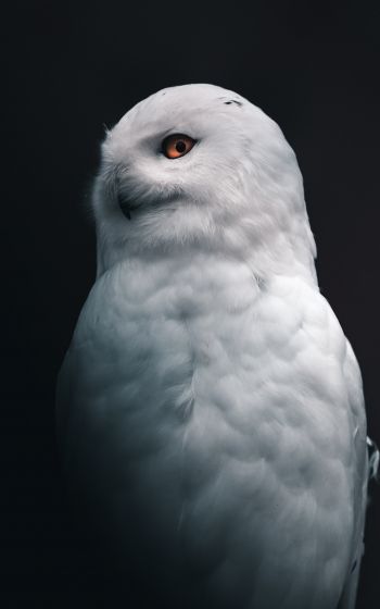 Обои 1600x2560 снежная сова, желтые глаза