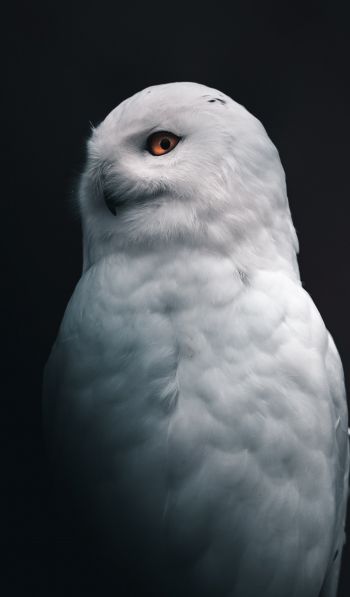 Обои 600x1024 снежная сова, желтые глаза