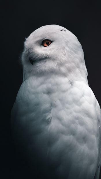Обои 640x1136 снежная сова, желтые глаза