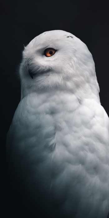 Обои 720x1440 снежная сова, желтые глаза