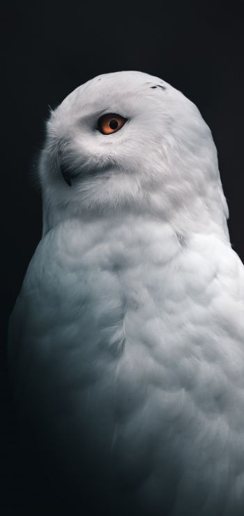 Обои 1080x2280 снежная сова, желтые глаза