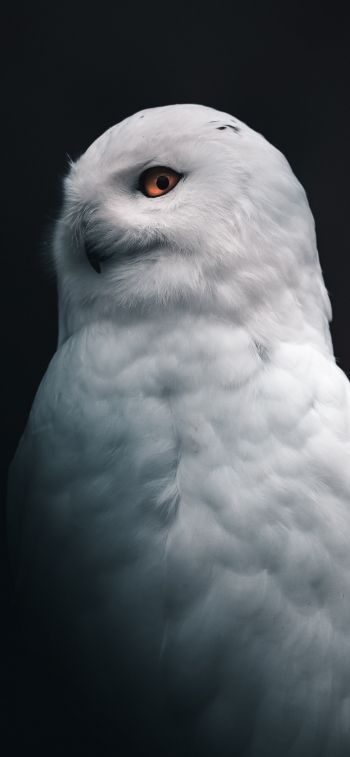 Обои 828x1792 снежная сова, желтые глаза